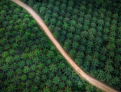 Desakan Pemerintah Cabut Izin Sawit PT SRA Melawi