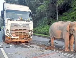 Video Viral Anak Gajah Tewas Tertabrak Truk di Malaysia