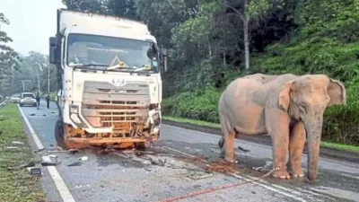 gambar anak gajah tabrak truk: foto:istimewa