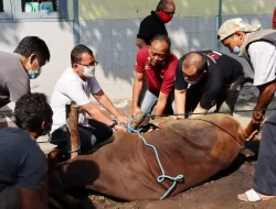 Muhammadiyah Tetapkan Idul Adha 2025 Jatuh pada 6 Juni