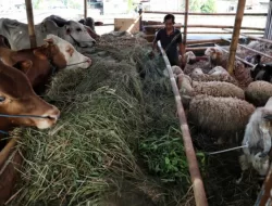 Kambing atau Sapi, Mana yang Lebih Utama untuk Kurban, Berikut Penjelasannya