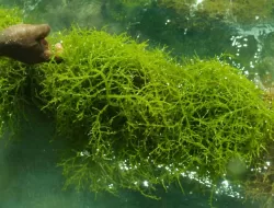 Rumput Laut Jadi Primadona Baru Hilirisasi, BPI Danantara Siap Investasi