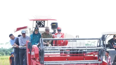 Panen raya padi di sambas