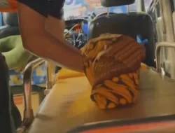 Raya Bocah 4 Tahun di Sukabumi Tewas Akibat Infeksi Cacing Akut